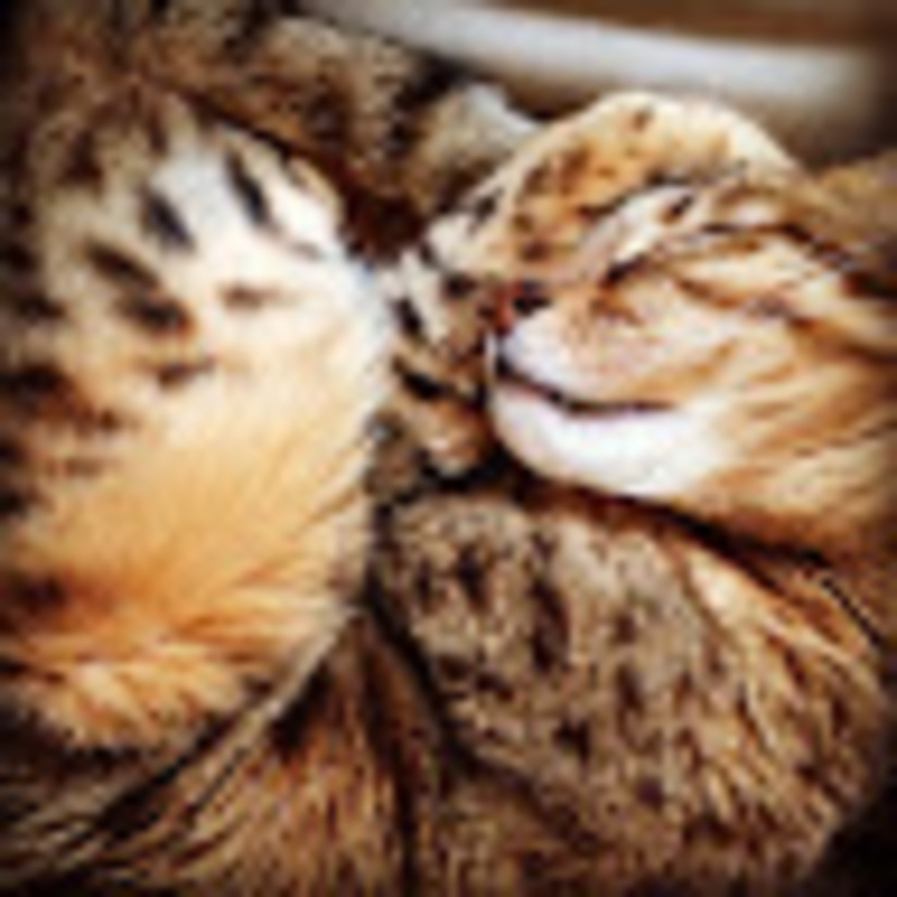 Meet your Posher, Krista